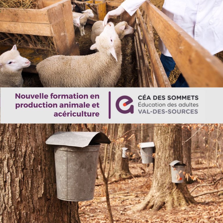 Nouvelle formation en production animale et acériculture au Centre d’éducation des adultes des Sommets